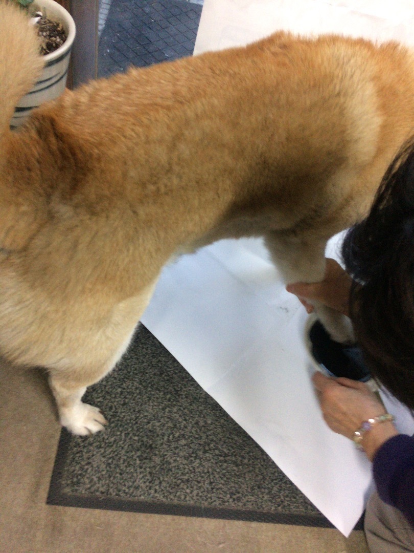 犬の足跡を採りました お客様の夢を運び69年 荒井運送株式会社